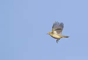 Images Dated 13th October 2017: Common Chiffchaff, Phylloscopus collybita