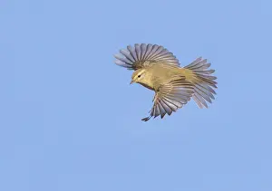 Images Dated 13th October 2017: Common Chiffchaff, Phylloscopus collybita