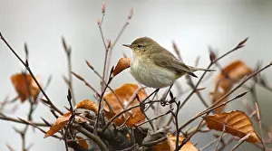 Images Dated 10th April 2005: Common Chiffchaff, Tjiftjaf, Phylloscopus collybita