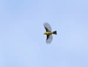 Collybita Prints: Common Chiffchaff;Phylloscopus collybita