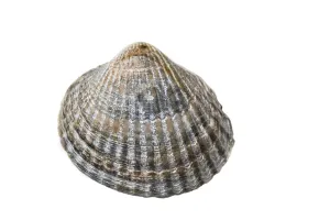Images Dated 18th January 2019: Common Cockle, Cerastoderma edule