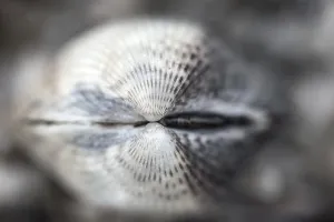 Peazemerlannen Prints: Common Cockle, Cerastoderma edule