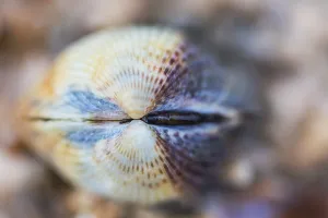 Peazemerlannen Prints: Common Cockle, Cerastoderma edule