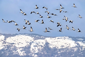 Images Dated 2nd March 2023: Common Crane, Grus grus