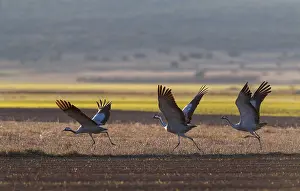 Images Dated 2nd February 2022: Common Crane, Grus grus
