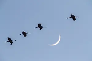 Images Dated 3rd February 2022: Common Crane, Grus grus