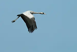 Images Dated 15th April 2019: Common Crane, Grus grus