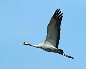 Images Dated 15th April 2019: Common crane, Grus grus