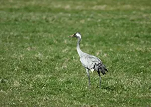 Slate Prints: Common Crane, Grus grus