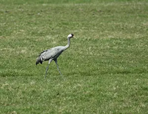 Slate Prints: Common Crane, Grus grus