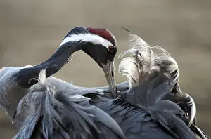 Images Dated 8th April 2007: Common Crane, Grus grus