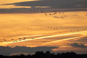 Kranich Prints: Common Crane, Grus grus