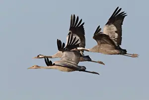 Images Dated 28th September 2011: Common Crane, Grus grus