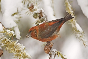 2002 Prints: Common Crossbill, Kruisbek, Loxia curvirostra