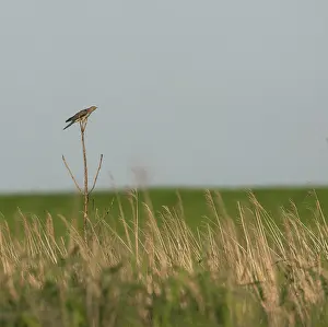 Images Dated 2nd July 2007: Common cuckoo