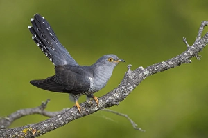 Images Dated 24th April 2017: Common Cuckoo, Cuculus canorus