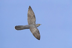 Images Dated 16th April 2019: Common Cuckoo, Cuculus canorus