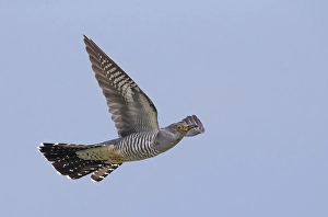 Images Dated 12th May 2014: Common Cuckoo, Cuculus canorus