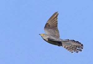 Images Dated 15th June 2006: Common Cuckoo, Cuculus canorus