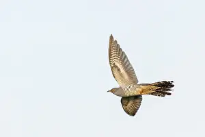Images Dated 27th May 2023: Common Cuckoo, Cuculus canorus