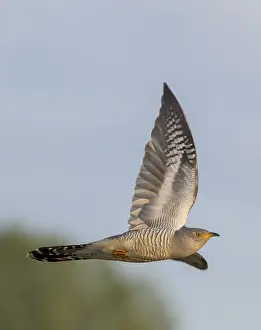 Images Dated 27th May 2023: Common Cuckoo, Cuculus canorus