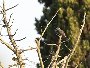 Images Dated 30th July 2017: Common Cuckoo, Cuculus canorus