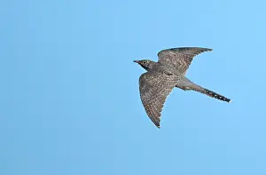 Images Dated 30th August 2022: Common Cuckoo, Cuculus canorus
