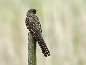 Images Dated 20th September 2019: Common Cuckoo, Cuculus canorus