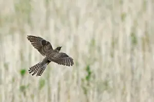 Images Dated 20th September 2019: Common Cuckoo, Cuculus canorus
