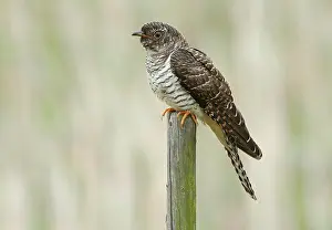 Images Dated 20th September 2019: Common Cuckoo, Cuculus canorus