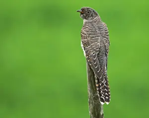 Images Dated 20th September 2019: Common Cuckoo, Cuculus canorus