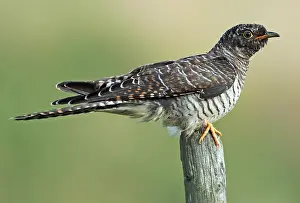 Images Dated 20th September 2019: Common Cuckoo, Cuculus canorus