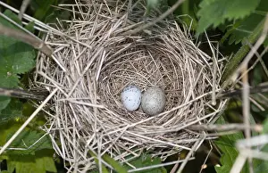 Eggs Prints: Common Cuckoo, Cuculus canorus