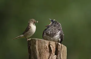 Images Dated 9th July 2008: Common Cuckoo, Cuculus canorus