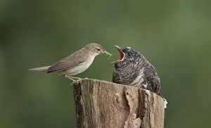Images Dated 9th July 2008: Common Cuckoo, Cuculus canorus