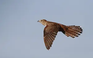 Images Dated 14th June 2020: Common Cuckoo, Cuculus canorus