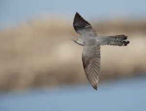 Images Dated 27th April 2017: Common Cuckoo, Cuculus canorus