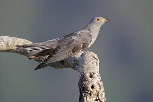 Images Dated 3rd June 2018: Common Cuckoo, Cuculus canorus