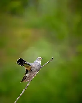 Behind Prints: Common Cuckoo, Cuculus canorus
