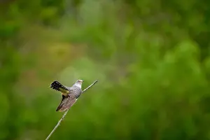 Intense Prints: Common Cuckoo, Cuculus canorus