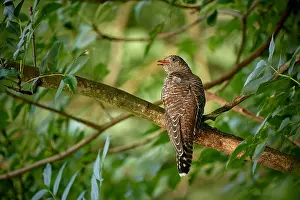 Intense Prints: Common Cuckoo, Cuculus canorus