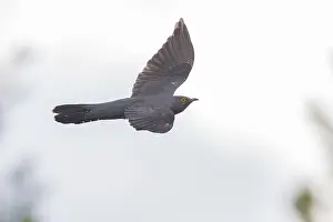 Cuckoo Prints: Common Cuckoo in flight