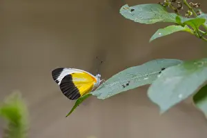 2010 Prints: Common Dotted Border, Mylothris chloris