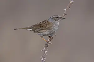 Prunella Prints: Common Dunnock, Prunella modularis modularis