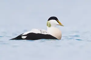 Images Dated 31st May 2017: Common Eider
