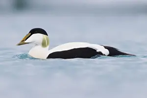 Drake Prints: Common Eider