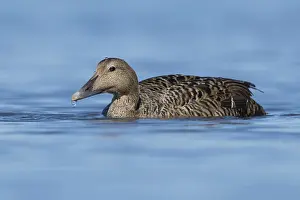 Images Dated 31st May 2017: Common Eider