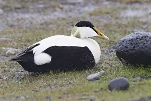 Images Dated 1st June 2017: Common Eider