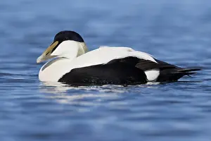 Drake Prints: Common Eider