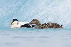 Common Eider
